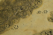 Wolf (Canis lupus) print on mudflats, Great Bear Rainforest, British Columbia, Canada