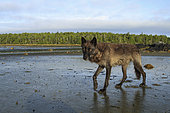 Wolf (Canis lupus) on mudflats, Great Bear Rainforest, British Columbia, Canada