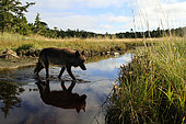 Wolf (Canis lupus) crossing creek, Great Bear Rainforest, British Columbia, Canada