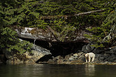 Kermode bear (Ursus americanus kermodei) on bank, Great bear rainforest, British Columbia, Canada