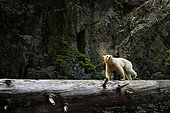 Kermode bear (Ursus americanus kermodei) crossing log, Great bear rainforest, British Columbia, Canada