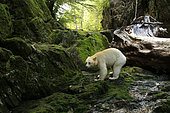 Kermode bear (Ursus americanus kermodei) on bank in forest, Great bear rainforest, British Columbia, Canada