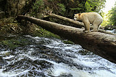 Kermode bear (Ursus americanus kermodei) crossing log, Great bear rainforest, British Columbia, Canada