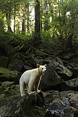 Kermode bear (Ursus americanus kermodei) on bank, Great bear rainforest, British Columbia, Canada
