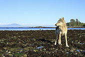 Wolf (Canis lupus) on beach, Great Bear Rainforest, British Columbia, Canada