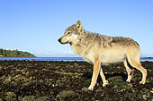 Wolf (Canis lupus) on beach, Great Bear Rainforest, British Columbia, Canada