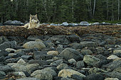 Wolf (Canis lupus) lying on seaweed covered rocks, Great Bear Rainforest, British Columbia, Canada