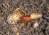 Woodlouse spider, Dysdera crocata. Eating a woodlose. Woodlouse spiders hunt at night and do not spin webs. They spend the day in a silken retreat made to enclose crevices in, generally, partially decayed wood, but sometimes construct tent-like structures in indents of various large rocks. Their diet consists principally of woodlice which—despite their tough exoskeleton—are pierced easily by the spider's large chelicerae (fangs). They bite humans if handled but with no major medical problems. Localized itchiness at the bite site has been reported in some cases. Portugal