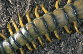 Mediterranean banded centipede, Scolopendra cingulata. Body detail. It’s an opportunistic carnivore. It will attack and consume almost any animal that is not larger than itself. These include insects, worms, spiders and moths, and have been known to devour young mice and small lizards. The Scolopendra's main weapon is its bite, which paralyses its prey. It delivers a bite, which can cause inflammation and pain in the affected limb. Portugal
