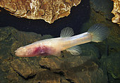 Southern cavefish, Typhlichthys subterraneus. It's an endemic species to karst regions of the eastern USA. Lives in underground water courses and feeds on small insects that also live in the caves. It has a very low metabolism to be able to survive with a scarce diet. The subterranean waters where the cavefish is found is divided by the Mississippi River. Incubates eggs in the gill chamber of the females. Aquarium photography.