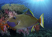 Gilded triggerfish or Blue-throated Triggerfish, Xanthichthys auromarginatus. Mature male swimming on coral reef. Form loose aggregations a few meters above the bottom where it feeds on zooplankton, particularly copepods. Indonesia