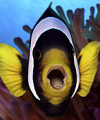 Tongue-eating louse, Cymothoa exigua, inside the mouth of Clark's anemonefish, Amphiprion clarkii. The parasite enters fish through the gills, and then attaches itself to the fish's tongue. It severs the blood vessels in the fish's tongue, causing the tongue to fall off. It then attaches itself to the stub of what was once its tongue and becomes the fish's new tongue. Indonesia