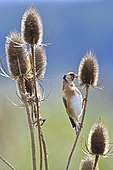 European Goldfinch (Carduelis carduelis) feeding on teasel seeds, France