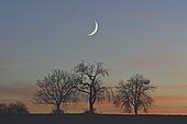 Moon and fruit trees at sunset in winter, Brognard plateau, Doubs, France