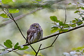 Pygmy Owl (Glaucidium passerinum) in forest in Haut-Doubs, France