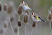 European Goldfinches (Carduelis carduelis) feeding on teasel seeds, France