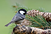 Coal tit (Periparus ater) on a pine cone, France
