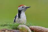 Middle Spotted Woodpecker (Dendrocopos medius) seeking food on the ground on an old stump, France
