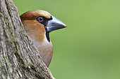 Portrait of Hawfinch (Coccothraustes coccothraustes) male, France
