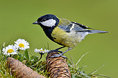 Great tit (Parus major) on pine cones and daisies on the ground, France