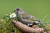 Greenfinch (Carduelis chloris) feeding on the ground, France