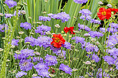 Scabiosa columbaria 'Nana', Geum 'Mrs J. Bradshaw'
