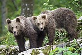 European brown bear (Ursus arctos arctos), two young siblings, Notranjska Region, Slovenia, Europe