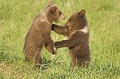 European Brown Bear cups are playing (Ursus arctos)