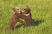 European Brown Bear cub, playing (Ursus arctos)