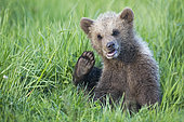 European Brown Bear cub (Ursus arctos)