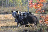 Brown Bears (Ursus arctos), mother bear and cubs in the autumnally coloured taiga or boreal forest in the last light, border area to Russia, Kuhmo, Karelia, Finland, Europe