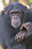 West African Chimpanzee (Pan troglodytes verus), Tacugama Chimpanzee Sanctuary, Province Western Area Tacugama, Sierra Leone, Africa