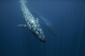 Blue Whale (Balaenoptera musculus) juvénile, Terceira Island, Azores, Portugal, Atlantic Ocean