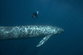 Blue Whale (Balaenoptera musculus) with a free diver, Terceira Island, Azores, Portugal, Atlantic Ocean
