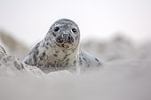 Grey seal (Halichoerus grypus), young, Düne, Heligoland, Schleswig-Holstein, Germany, Europe