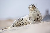 Seal (Phoca vitulina), young, UNESCO World Heritage Site, Heligoland, Schleswig-Holstein, Germany, Europe