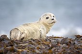 Harbor seal (Phoca vitulina) Young animal, Schleswig-Holstein, Helgoland, Germany, Europe