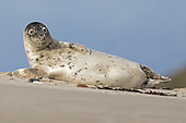 Grey seal (Halichoerus grypus) Young animal, Schleswig-Holstein, Helgoland, Germany, Europe