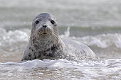 Grey seal (Halichoerus grypus) Young animal playing in the water, Schleswig-Holstein, Helgoland, Germany, Europe