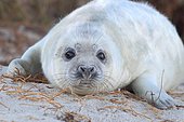 Grey Seal (Halichoerus grypus), pup on beach, portrait, Helgoland, North Sea, Germany, Europe