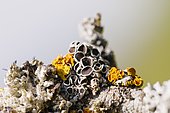 Common orange lichen (Xanthoria parietina), Alsace, France