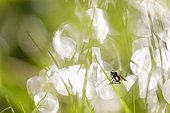 Dance fly (Empis tesselata), Forlet peatland, Alsace, France