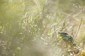 European green lizard (Lacerta bilineata), Bollenberg, Alsace, France