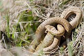 Smooth snakes (Coronella austriaca) mating, Bollenberg, Alsace, France