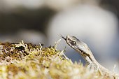 European Asp (Vipera aspis) tongue-flicking, Bollenberg, Alsace, France