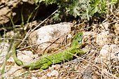 European green lizard (Lacerta bilineata), Bollenberg, Alsace, France
