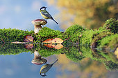 Great tit (Parus major) on Porcini (Boletus edulis) reflecting in water, Alsace, France