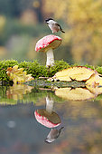 Marsh tit (Poecile palustris) on Fly agaric (Amanita muscaria) reflecting in water, Alsace, France