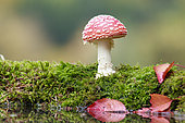 Fly agaric (Amanita muscaria) growing on moss near water, Alsace, France