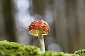 Fly agaric (Amanita muscaria), Alsace, France